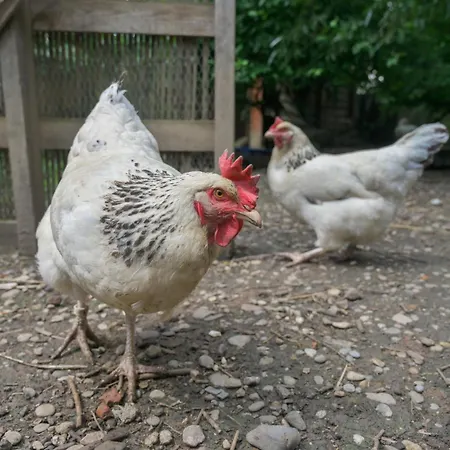 Combles Et Vous, Duplex T6 Colmar, Famille, Inclusive, Jardin&parking Vélos Colmar