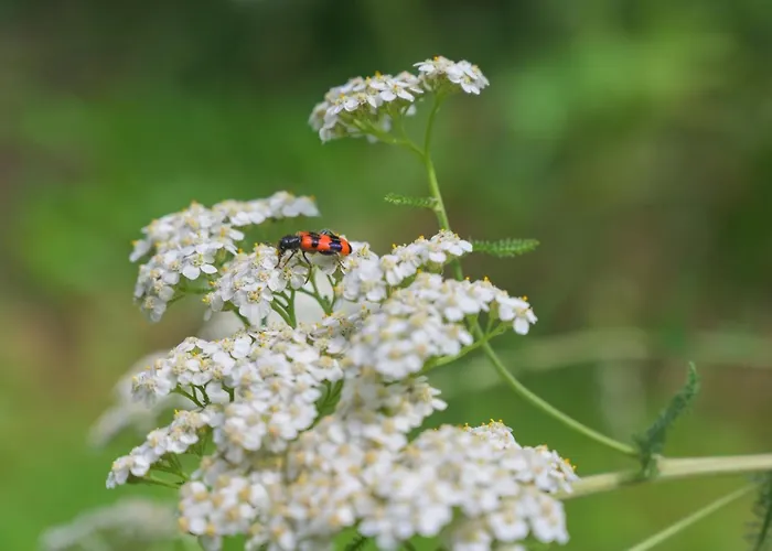 Friends And Familly Guest Apartman Colmar