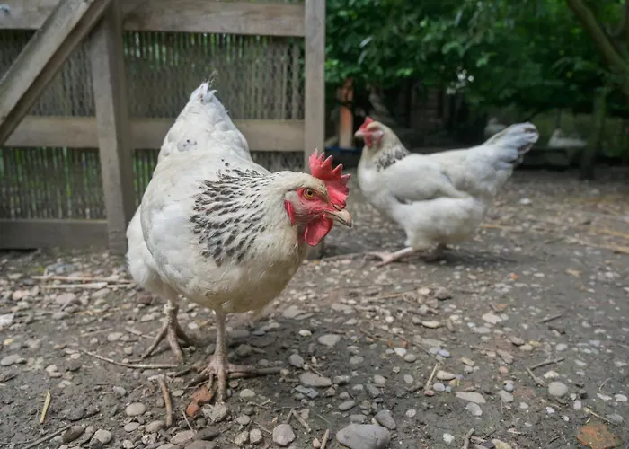 Friends And Familly Guest Colmar